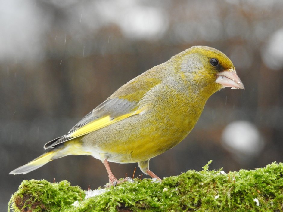 Оранжевая канарейка
