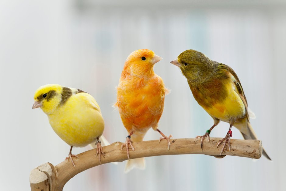 Черноголовый щегол самка