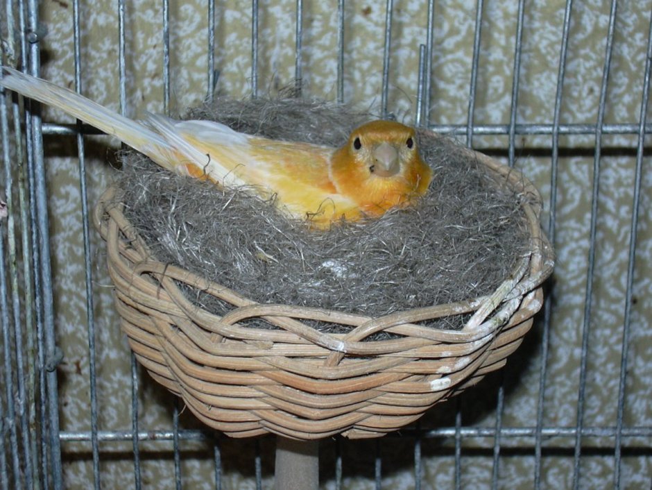 Птенцы канарейки