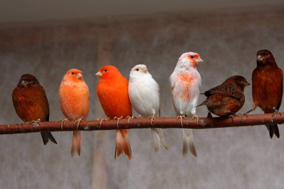 Кристин лёненс птица в клетке