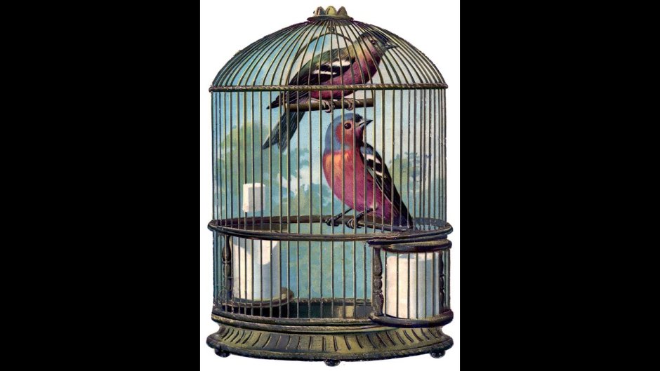 Канарейка на белом фоне