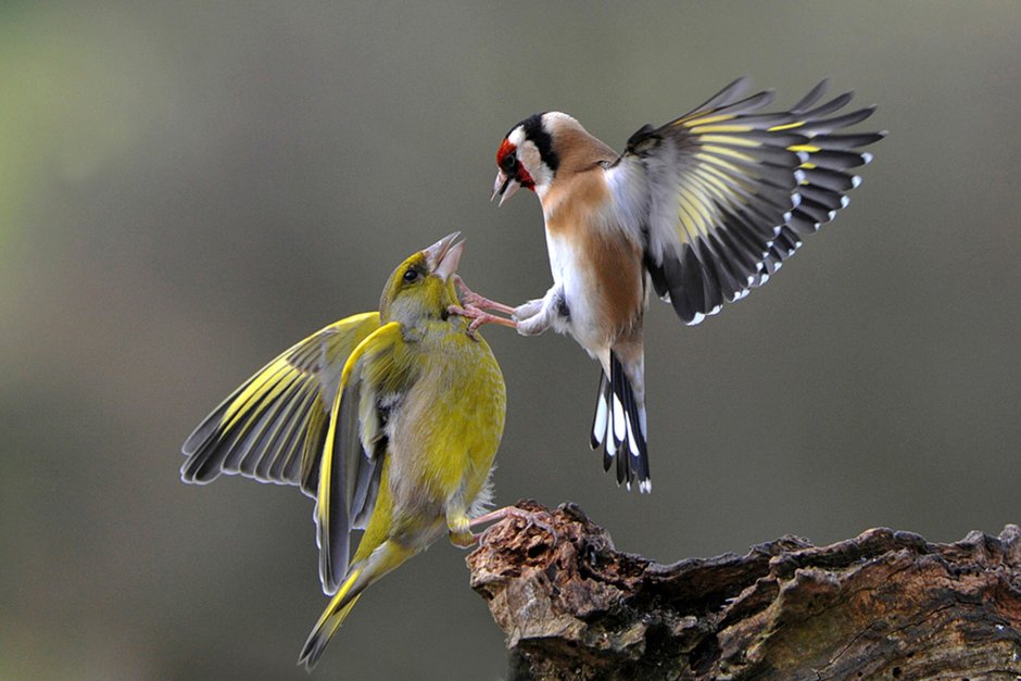 Канарейка летает