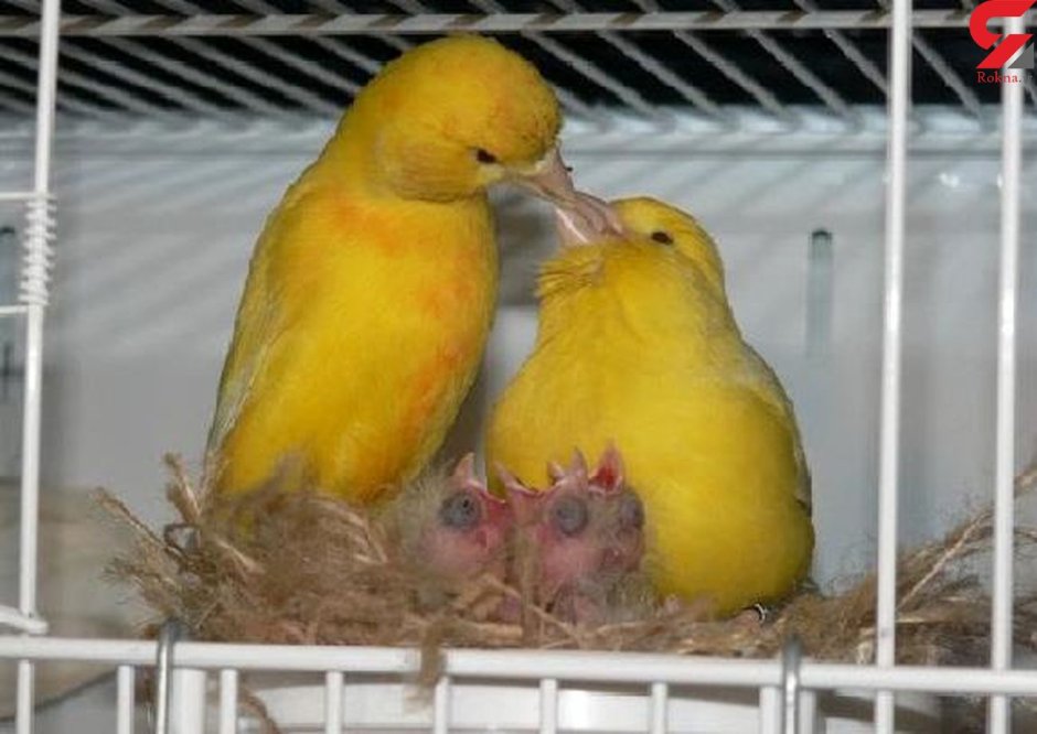 Три канарейки Аксаков