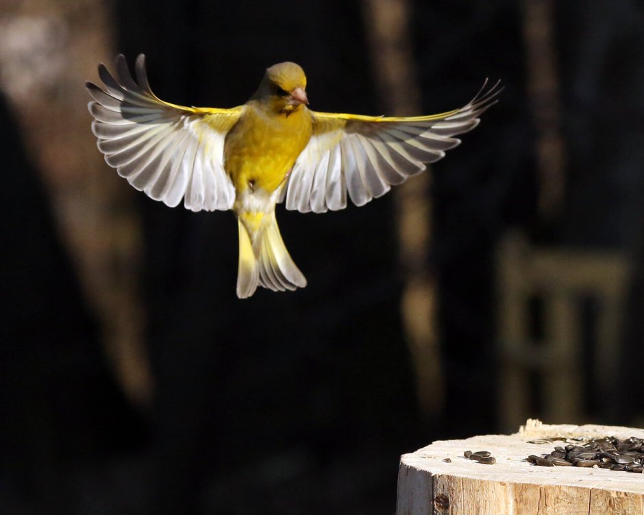 Лесная канарейка зеленушка