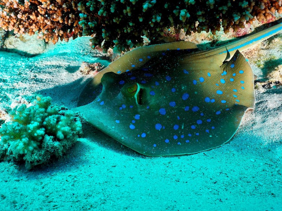 Скат красное море Египет Манта