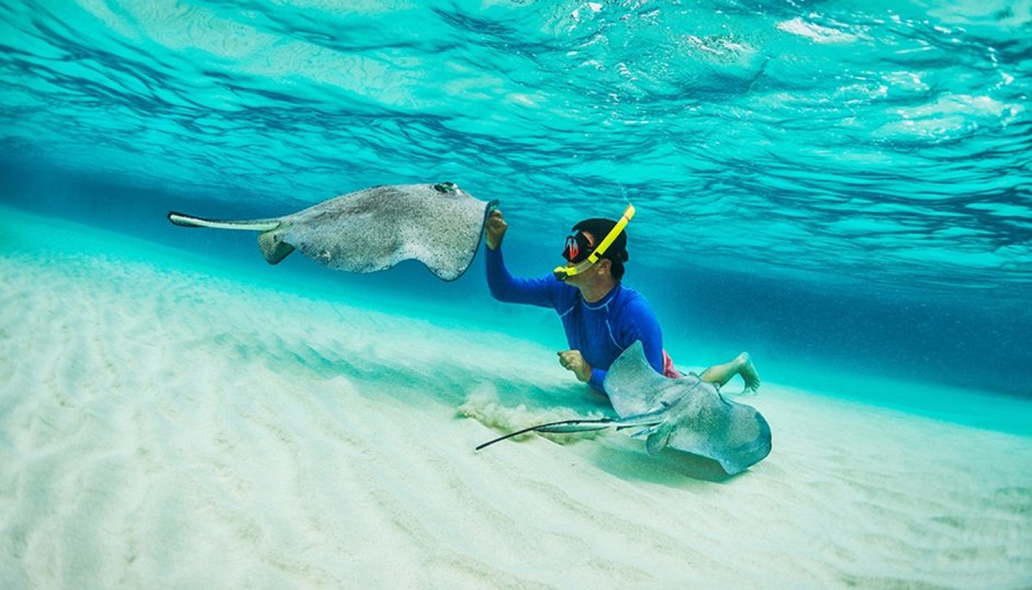 Скат орляк пятнистый Египет