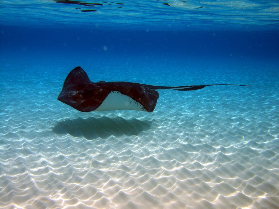 Мальдивы дайвинг снорклинг