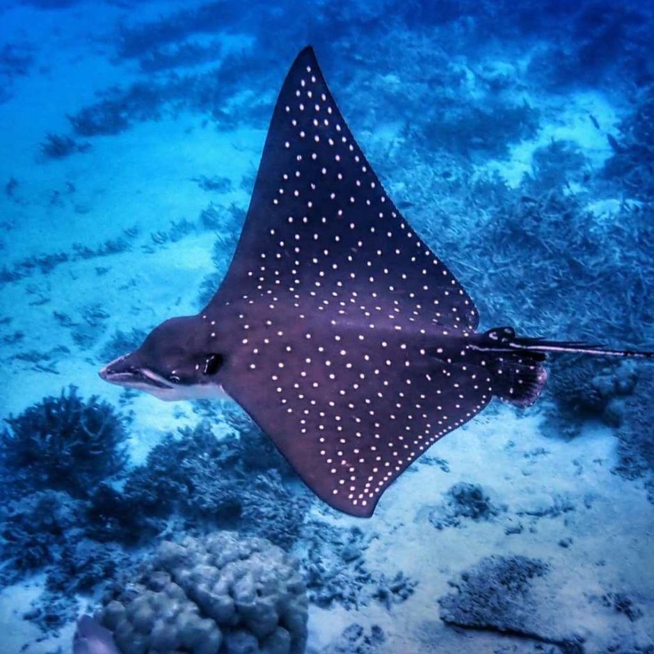 Скат орляк пятнистый