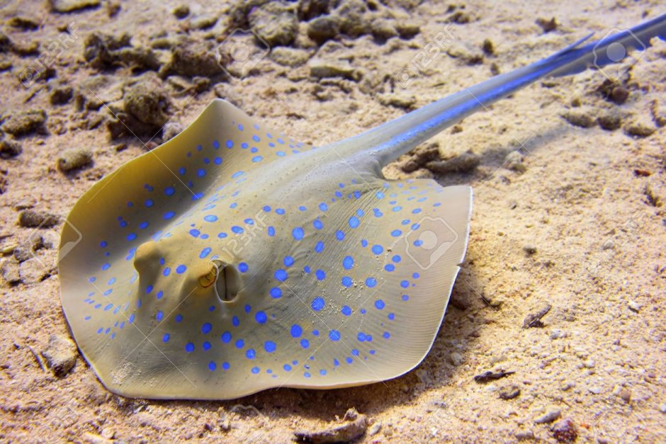 Скаты красного моря