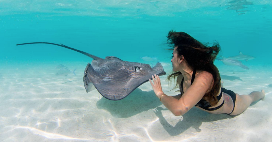 Скаты манты на Мальдивах