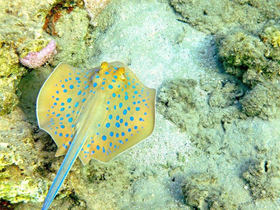 Скат Шарм Эль Шейх