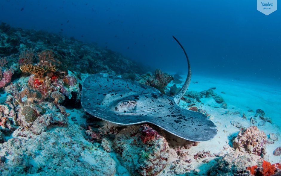 Скат хвостокол Египет