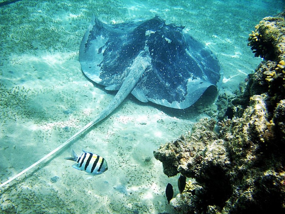 Скат большой красное море