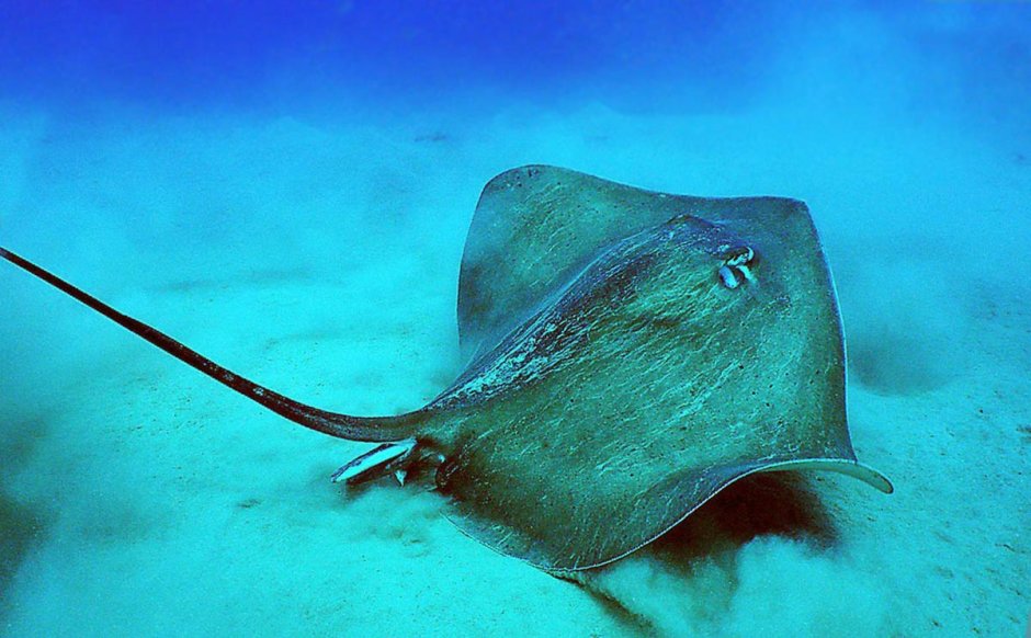 Поплавать со скатами