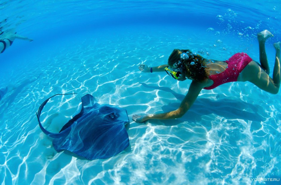 Скат морская лисица