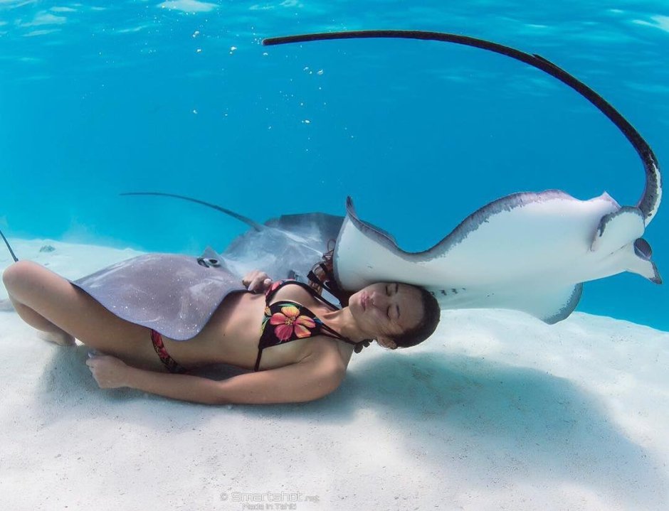 Скат хвостокол