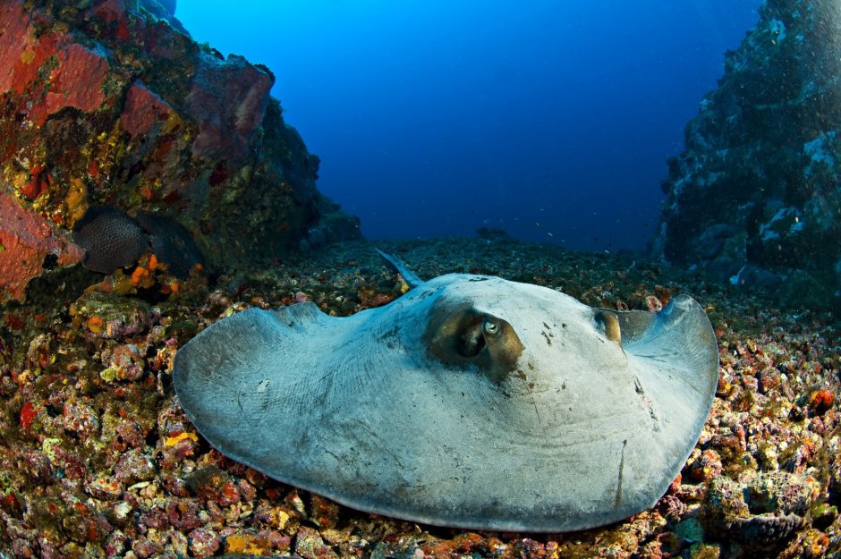 Скаты на коралловых островах