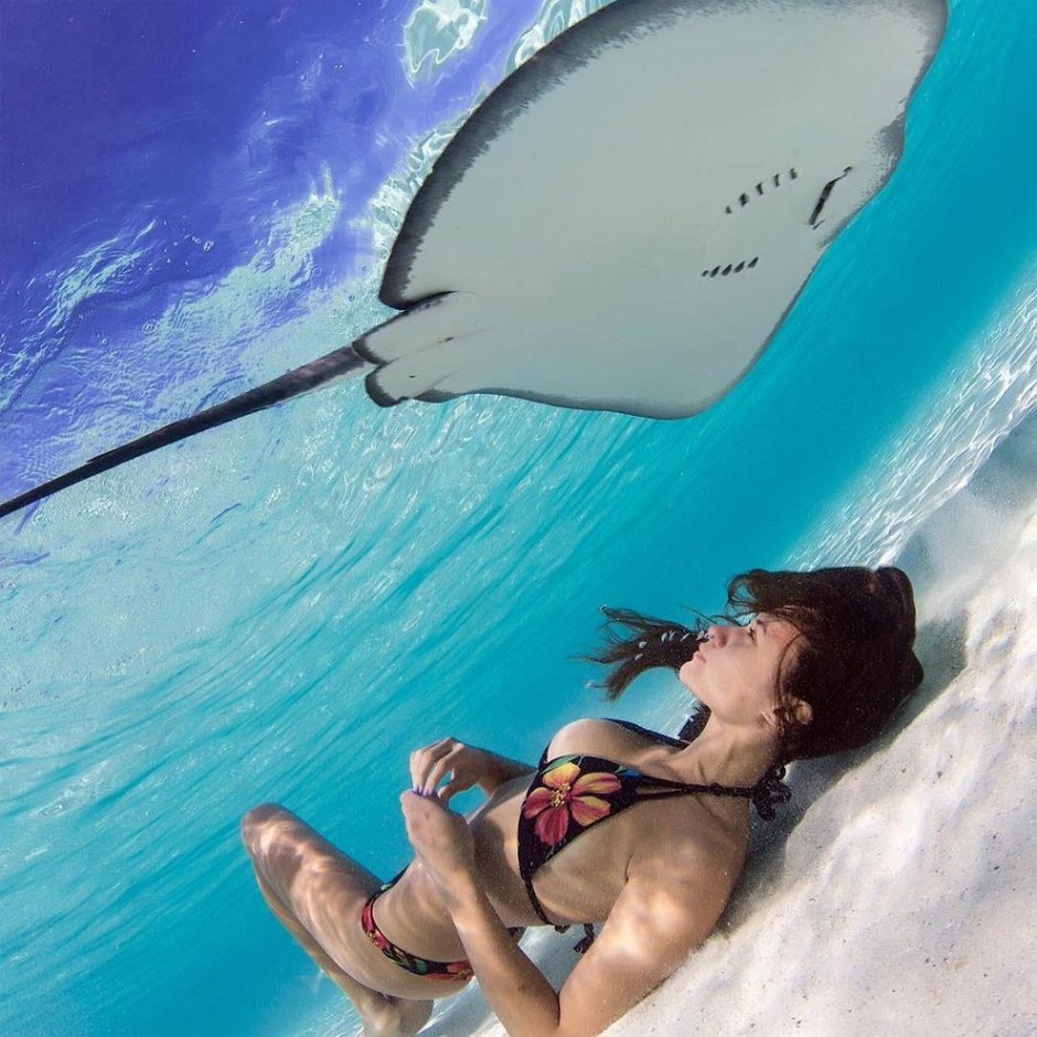 Скат хвостокол Мальдивы