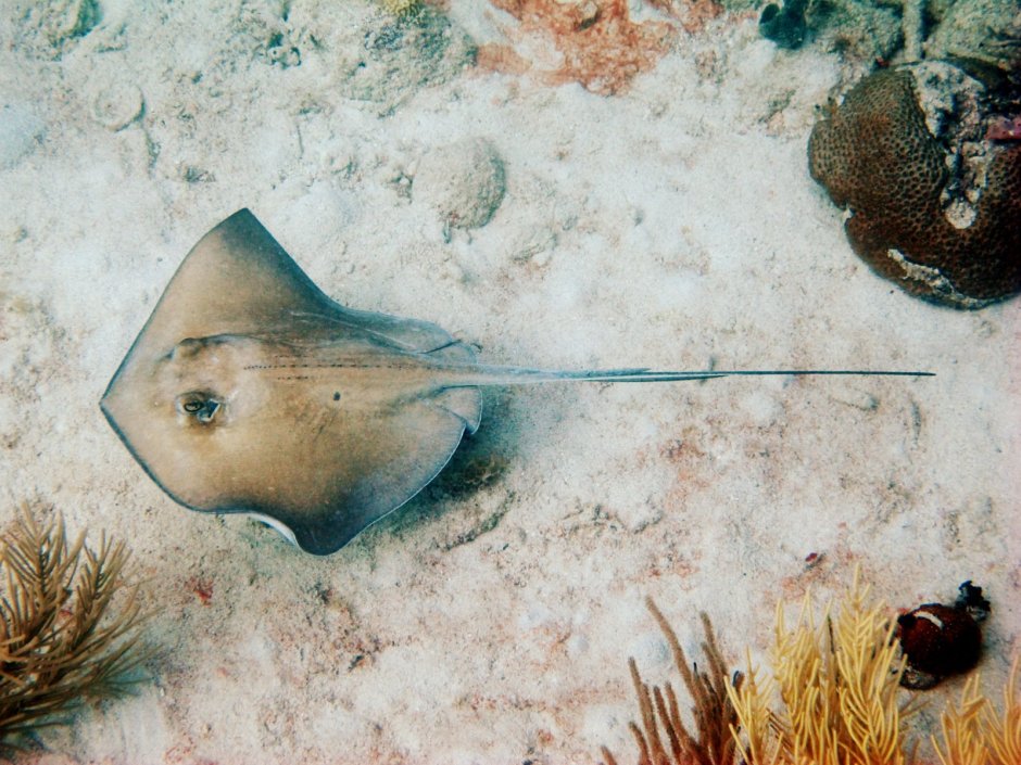 Рава Рэй - Таитянская модель