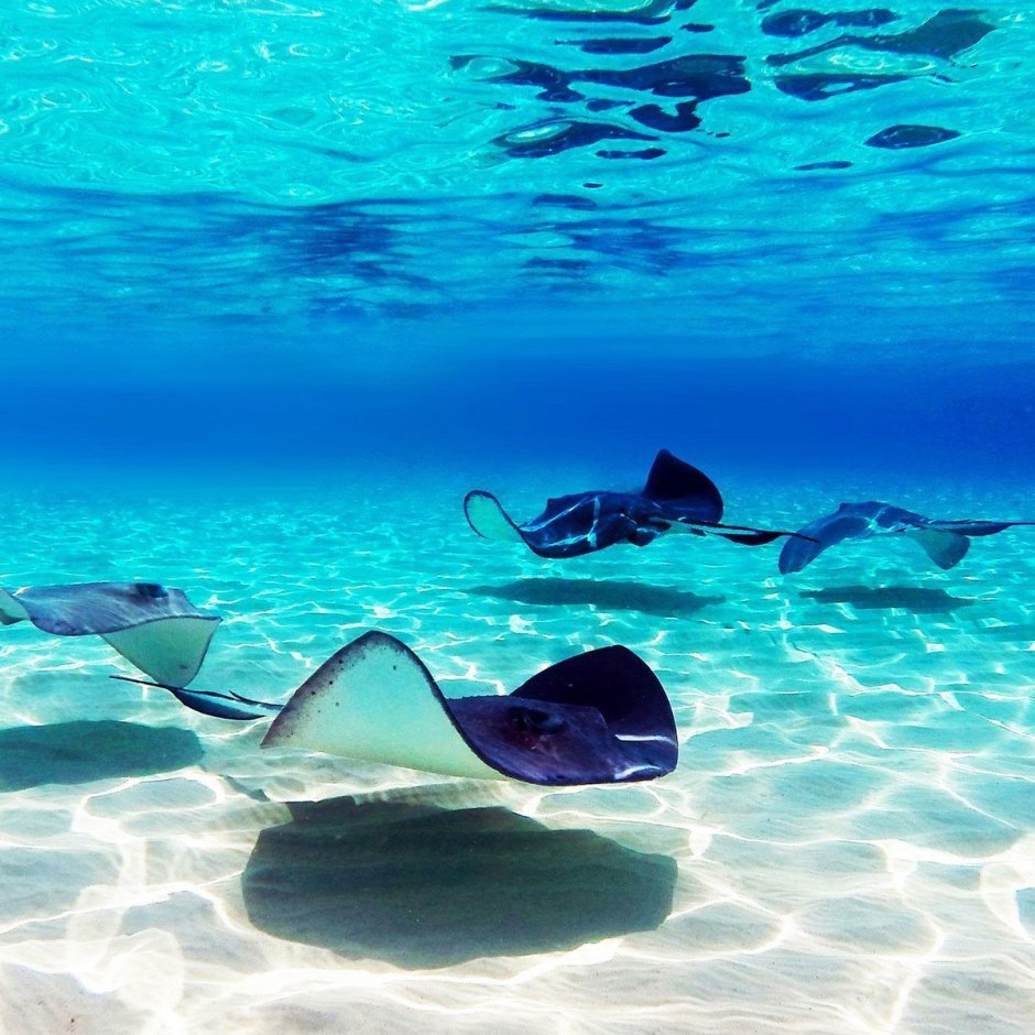 Скат красное море Египет