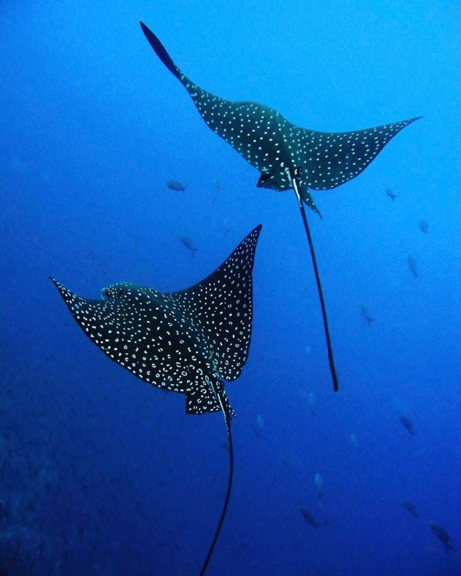 Манта хвостокол