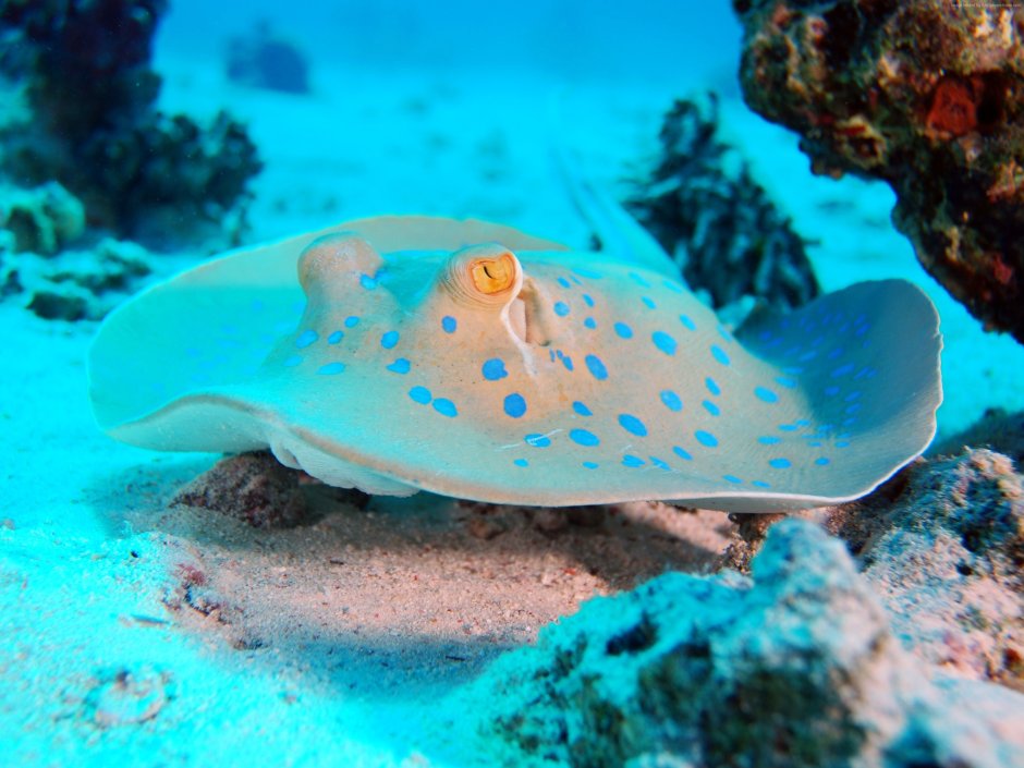 Морское дно со скатом