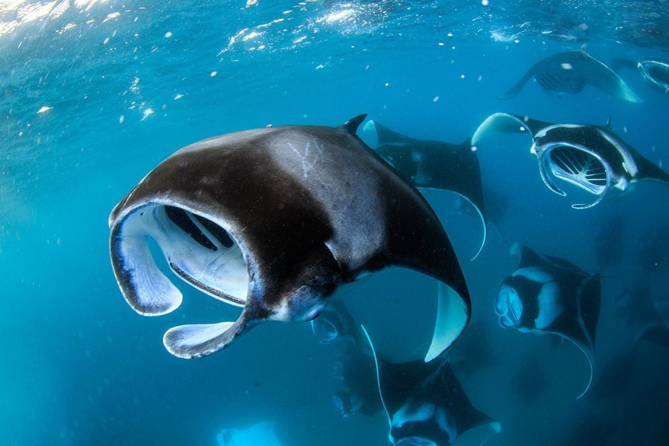 Стингрей Скат красное море