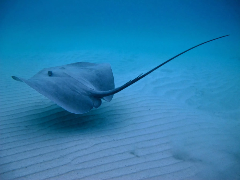 Ловец акул с острова Бора-Бора фильм 1980