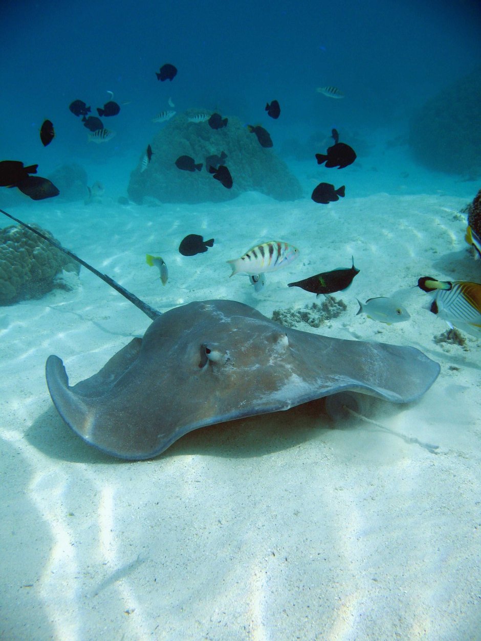 Скат в воде