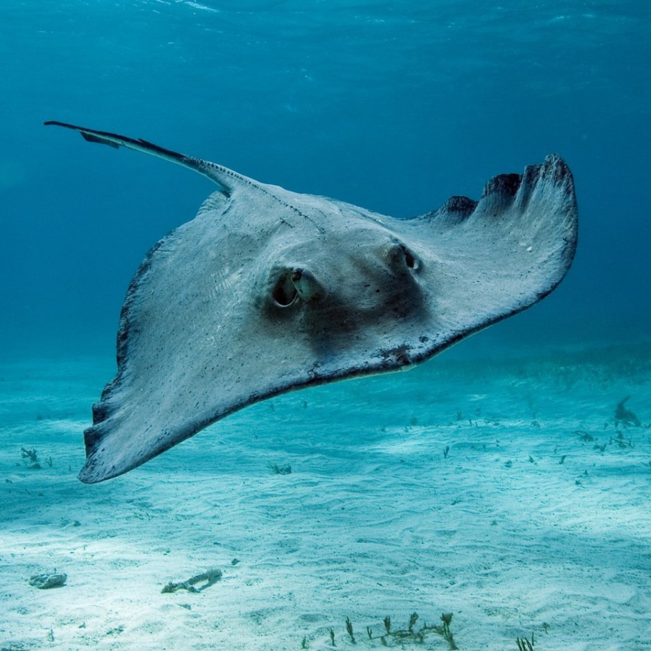 Скат красное море Египет