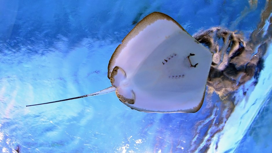 Скат шипохвост Мальдивы