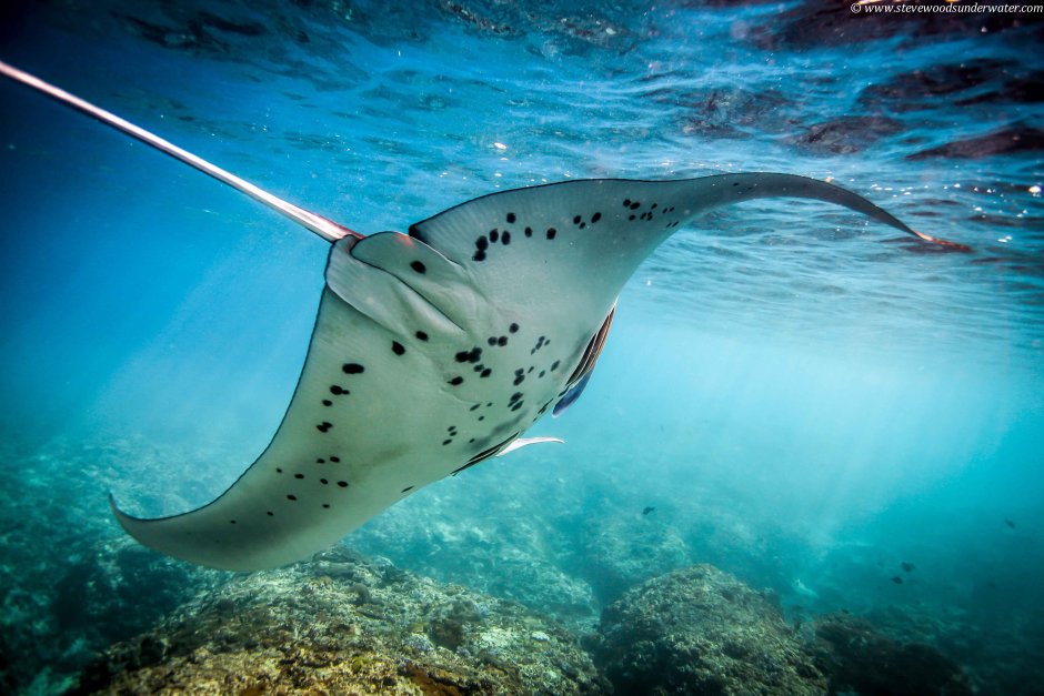 Рыбы красного моря скаты