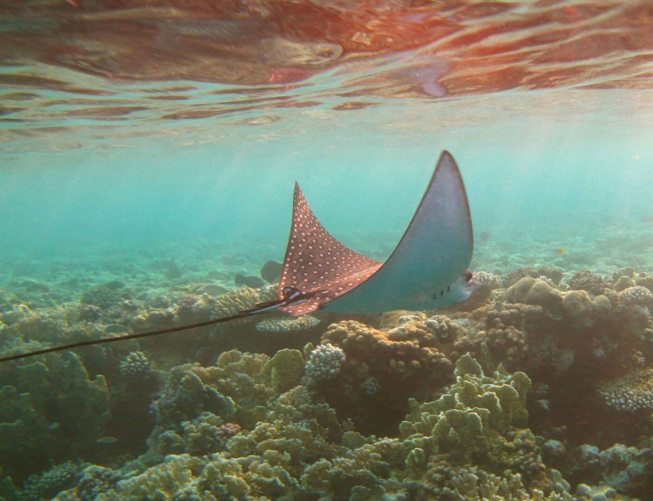 Скат хвостокол