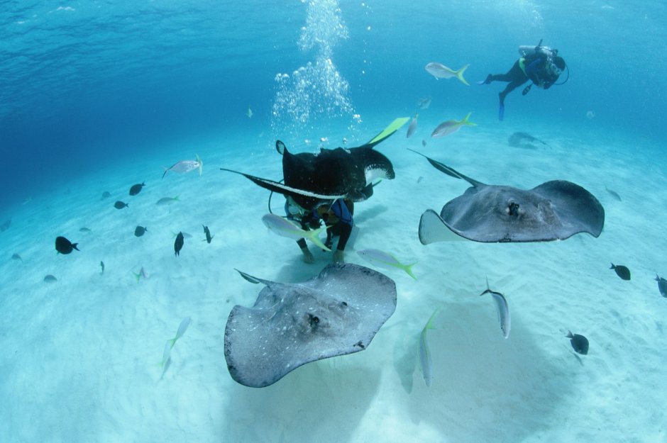Скат-хвостокол в черном море