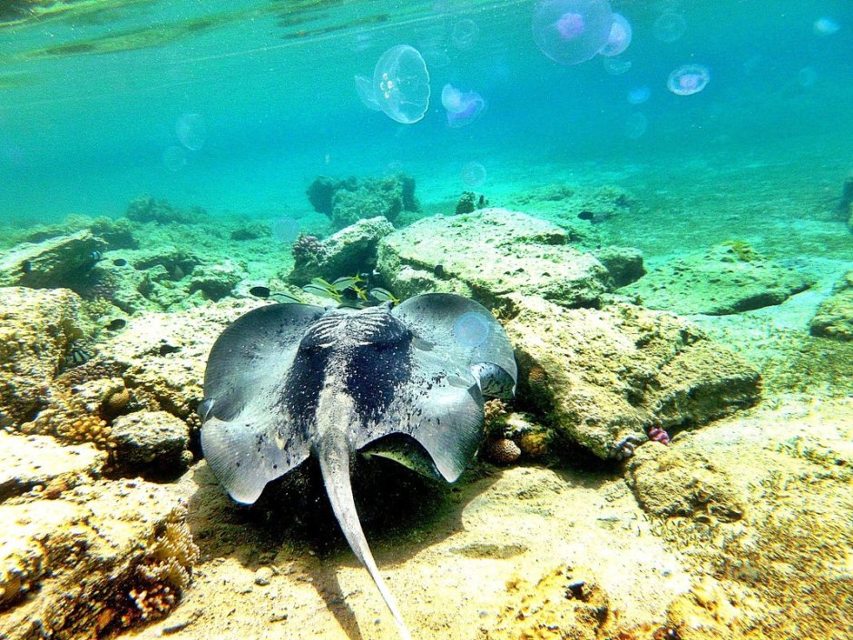 Снорклинг с мантами