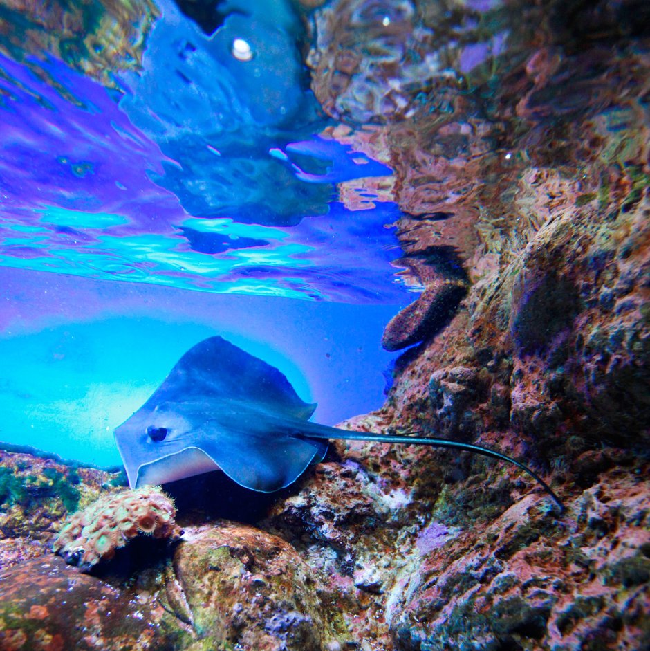 Акулий Скат Рина