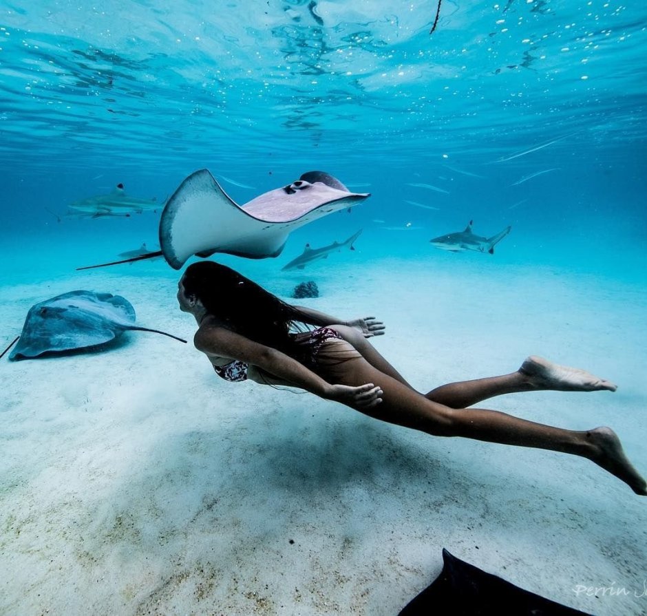 Скат орляк на Мальдивах