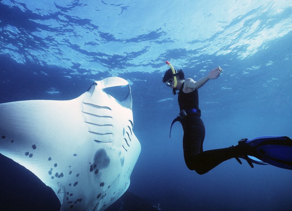 Скат электрический в океанариуме