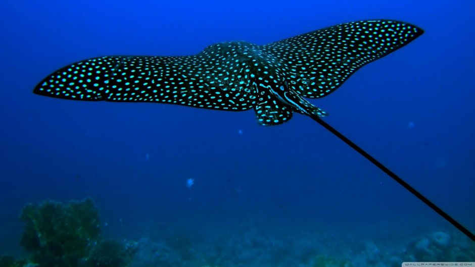 Черноморский Скат хвостокол