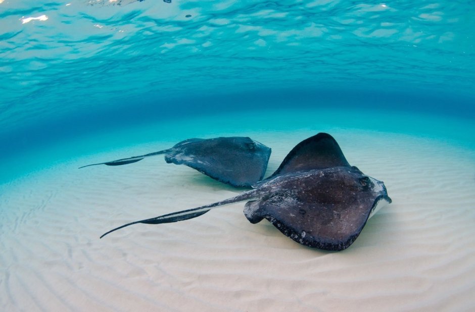 Скаты в океанариуме