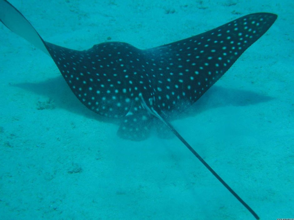 Скаты Карибского моря