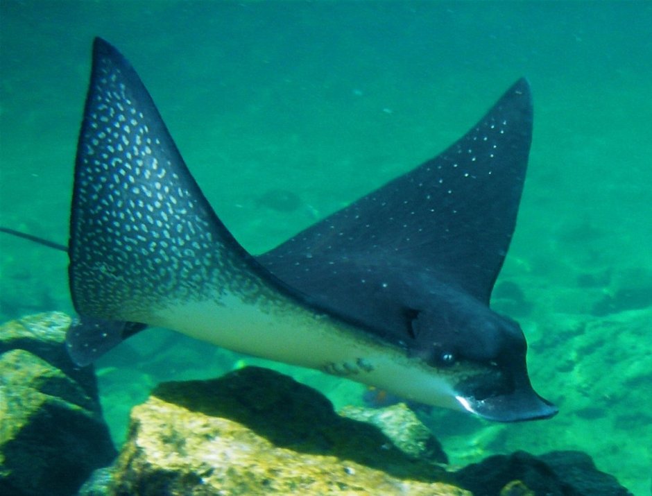 Обыкновенный пятнистый орляк