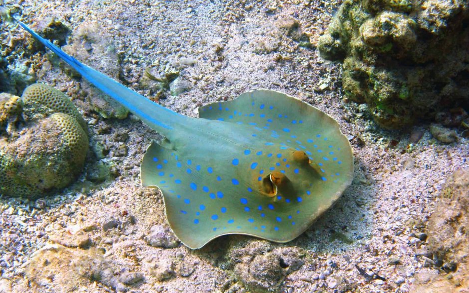 Китов скатов и рыб разных рыб