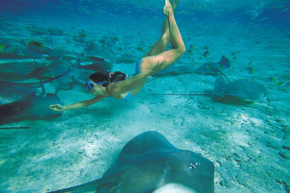 Тигровый Скат