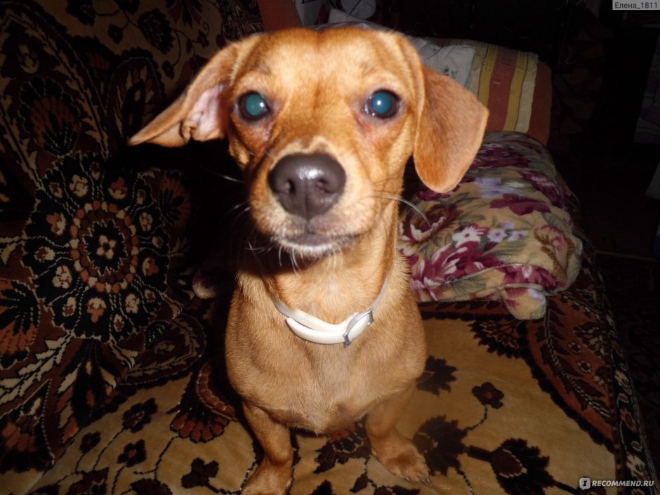 Chiweenie порода