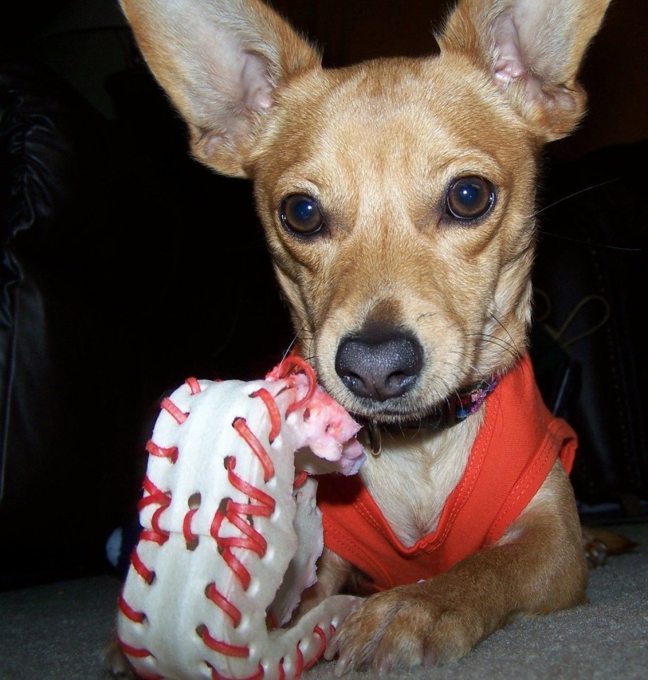 Chiweenie порода