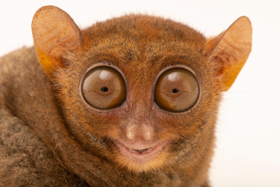 Tarsius syrichta