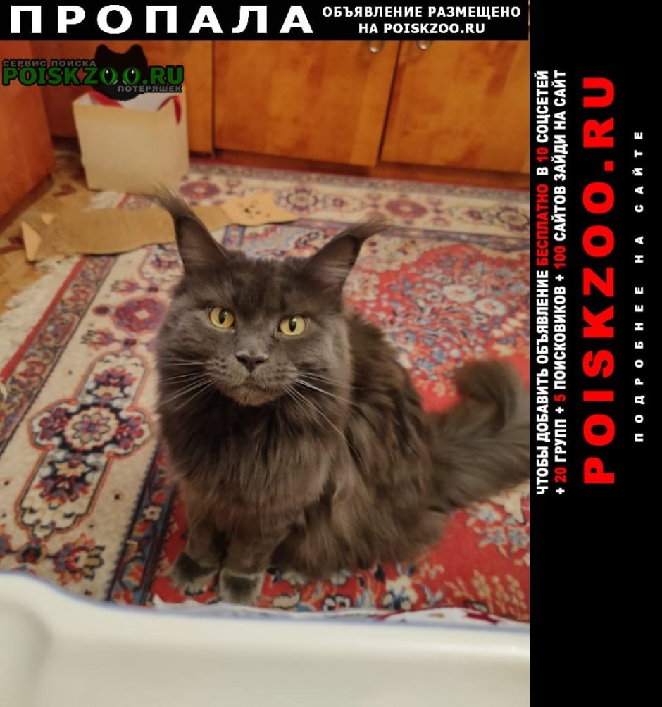 Кот с кисточками на ушах Мейн кун