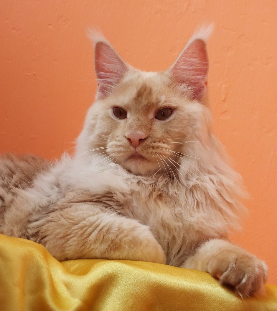 Кот Мейн кун