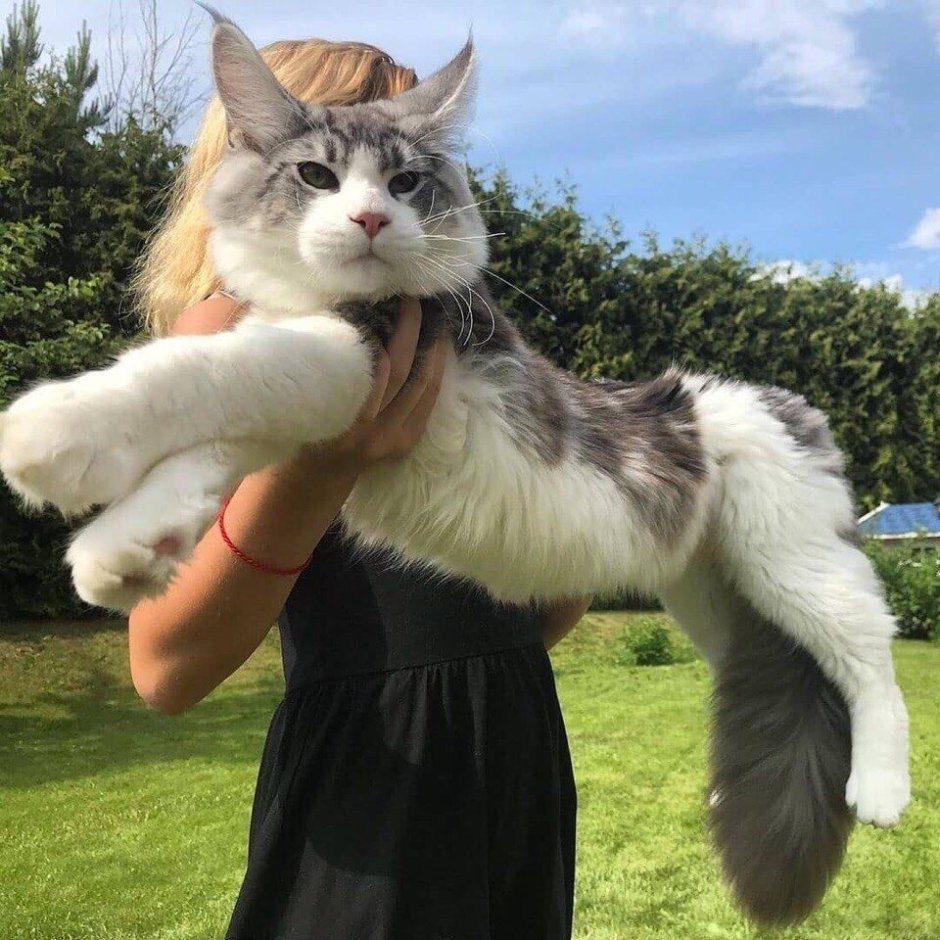 Кошка Мейн кун с человеком